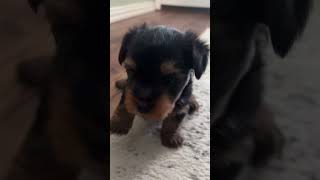 8/2/23 Silky Terrier male at 4 week old