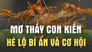 Giải Mã Mơ Thấy Kiến - Cảnh Báo Nguy Hiểm Hay Điềm May Mắn Đang Đến