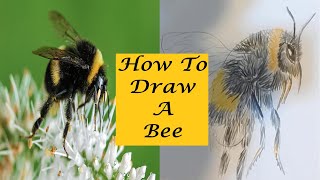 How To Draw A Bee Easy | Step By Step Tutorial for Beginners