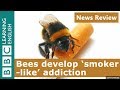 Bees develop 'smoker-like' addiction: News Review