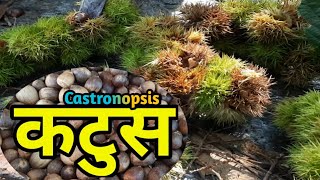 Castanopsis कटुस | Katus | What is Castaonopsis All Details वनमा कटुस टिपेर खादै LAB TV Nepal