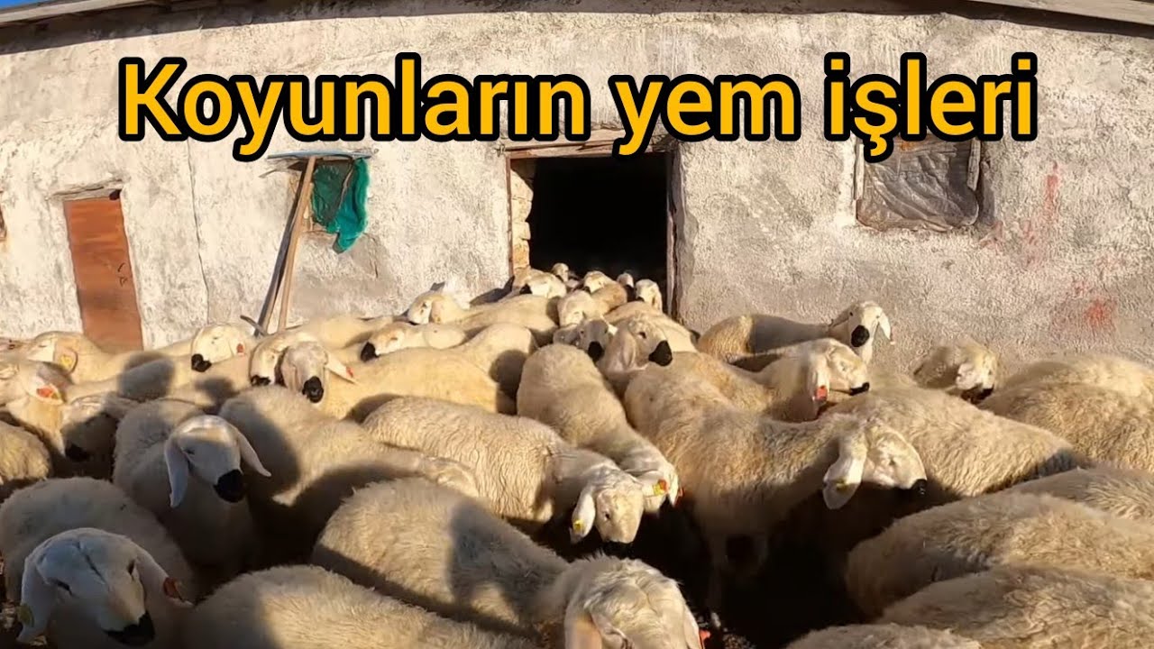 120 KANGAL KOYUNU BİR GÜNDE NE KADAR YEM YER ?????