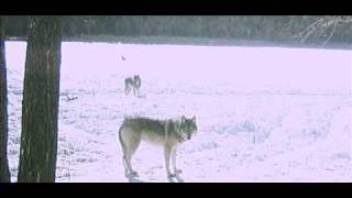 Wolf Pack Howling