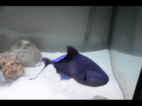 blue triggerfish