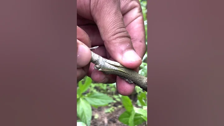 Wood apple Grafting Techniques EP174#woodapple #fruitgrafting  #grafting