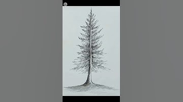 easy drawing pine tree #drawing #pencilsketch