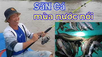 săn cá ngát thiên nhiên |  câu cá ngát cửa biển mùa nước nổi