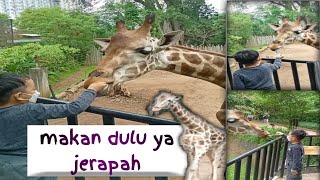 Zefano bisa megang jerapah di Kebun Binatang Bandung @zefanochannel