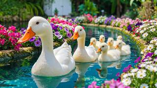 🦆 The Calmest Duck Scene You’ll Watch Today 💙 Calm Anxiety, Quiet Thoughts & Relax Deeply