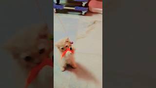 cat#cat #viral #@rahul-p3t-m31#youtube#shorts#video#love