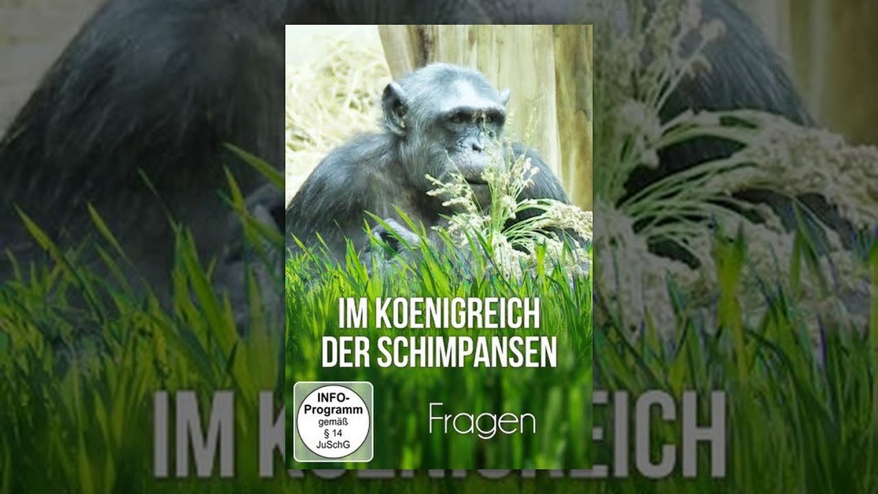Im Königreich der Schimpansen - Fragen