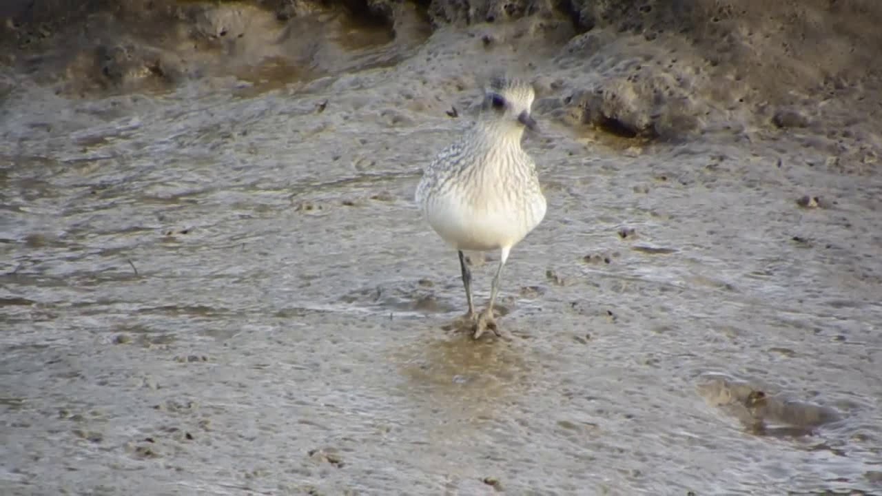 grey plover 