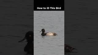 Can you identify this diving duck?