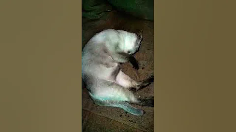 Watch the video about He look so cute while sleeping 😴#petsshorts #siamese