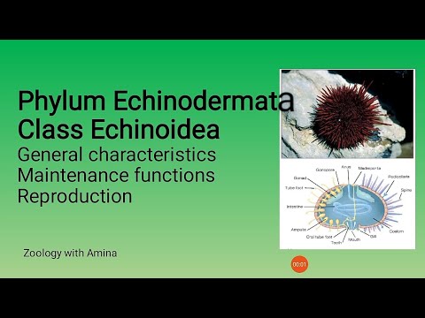 Phylum Echinodermata Class