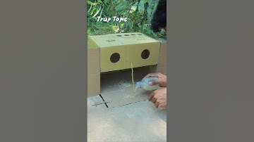 Amazing Quick Quail Trap Make From Cardboard Box #shorts