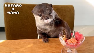 Otters Eat Fish Parfaits with IMPECCABLE Table Manners