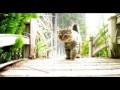 【猫　種類】アメリカンボブテイル可愛い画像集American Bobtail