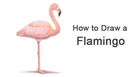 How to Draw a Flamingo