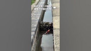 Hình ảnh cá chép vượt vũ môn trong thực tế