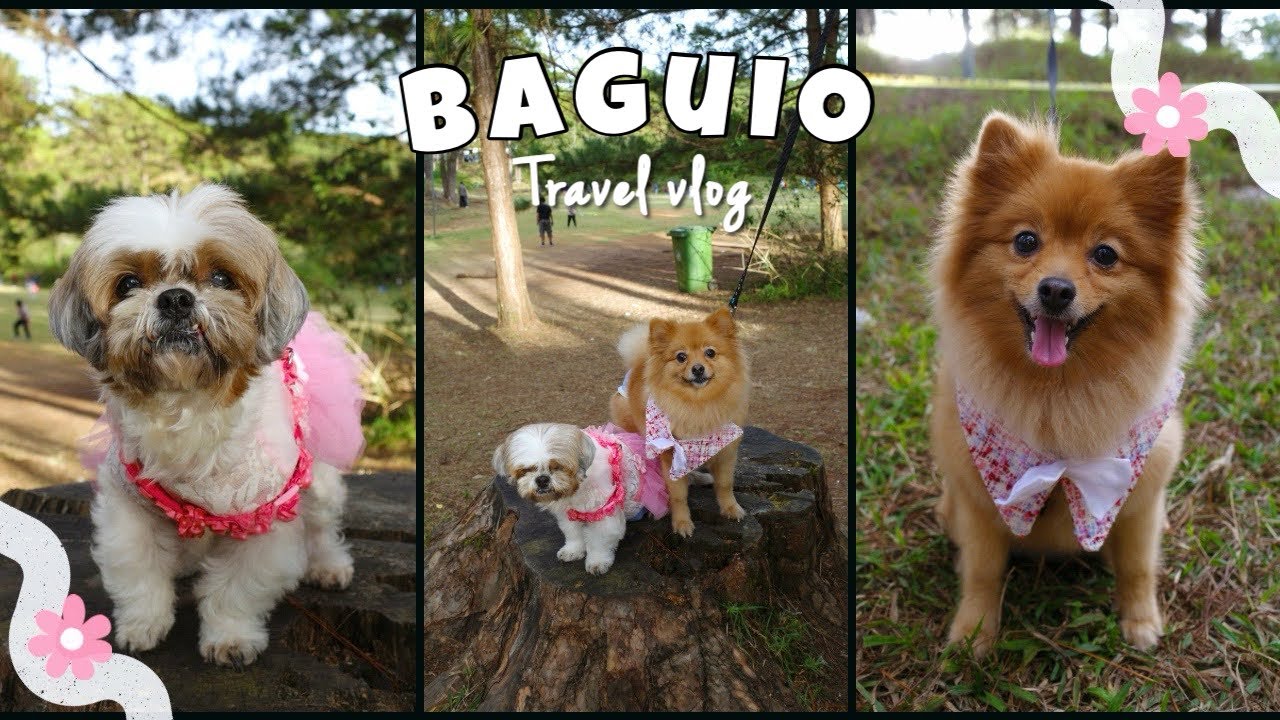 Baguio 2025 | Pet Friendly Hotel | Pet Friendly Tourist Spots and Restaurants