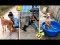 देखते ही हंसी छूट जाएगी | Janwaron Ke Mazedaar Karname | Funny Animals Video 🤣