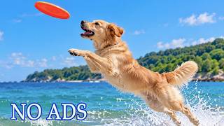 12 Hours Dog Sleep Music for Stress-Free Rest 🛋️ Dog TV Music to Calm Them 🌼 Soft Soothing Sounds screenshot 3