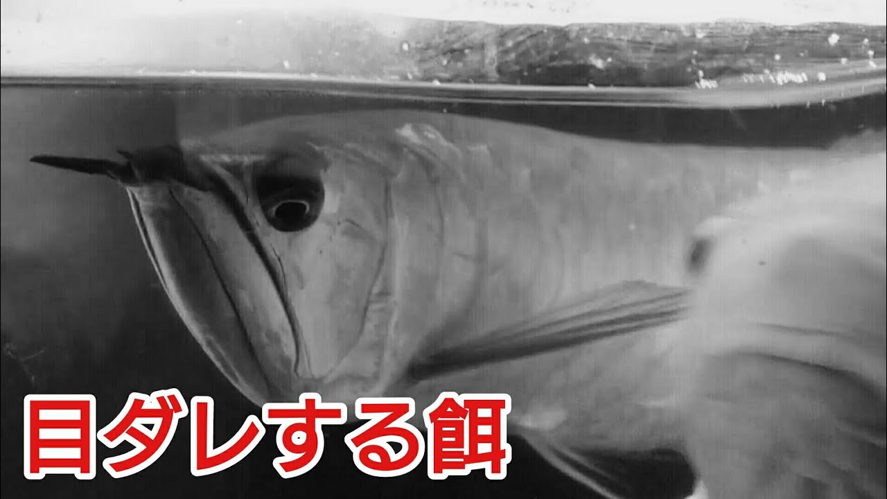 シルバーアロワナ　左目垂れ目 アロワナの目ダレの原因とは【古代魚】 - YouTube