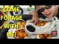 COME FORAGE WITH ME! SO MUCH FREE FOOD!