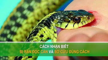 Cách nhận biết bị rắn độc cắn và sơ cứu đúng cách | VTC16