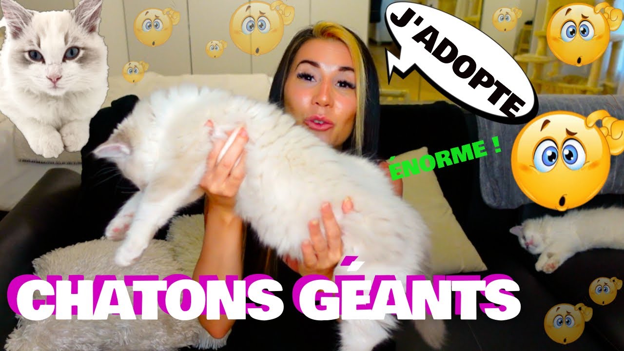 J'AI ADOPTÉ 2 CHATONS GÉANTS RAGDOLL *les chats de mes rêves*