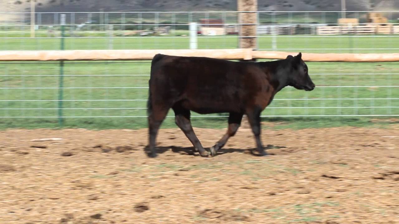 Osborn Show Cattle 81 YouTube