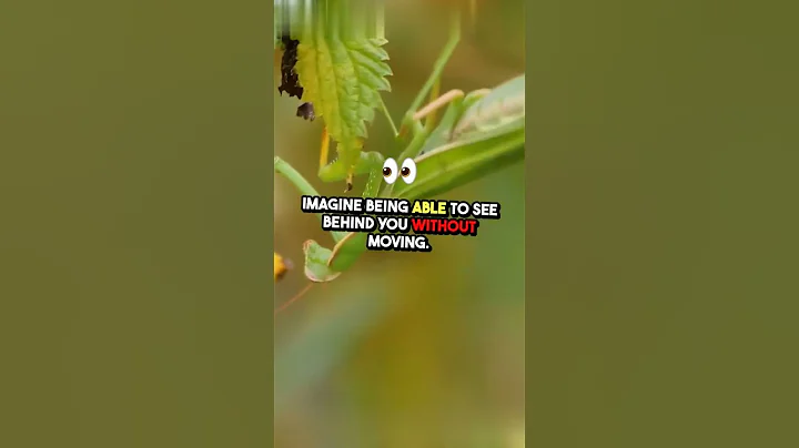 Meet The Bug: Praying Mantis