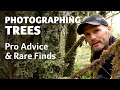 Photographing trees with simon baxter  pro advice  rare finds