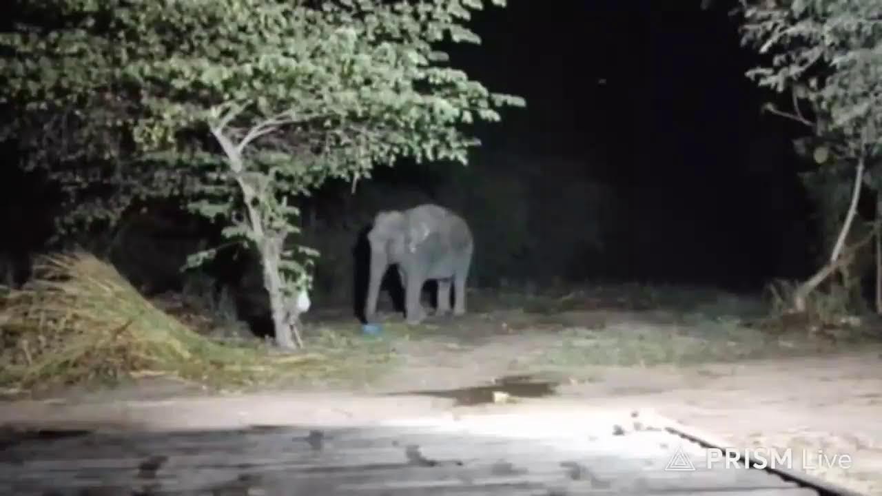 รอบ 3 ค่ะ  #สมทบคะเเนนค่าถมดินเพื่อทำที่นอนให้คำคูณ1500คะเเนนค่ะ 🙏❤🙏🐘