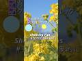 菜の花 を印象的に撮る方法 #shorts #クリエイティブルック #α7 IV