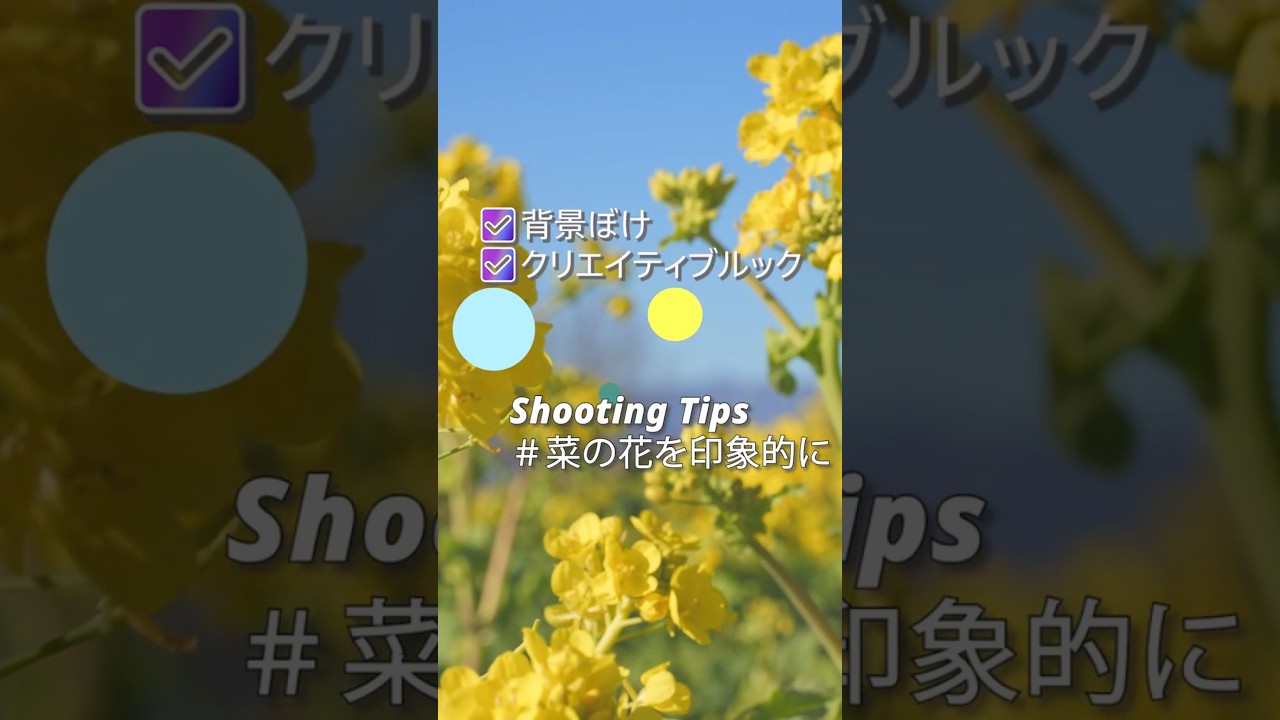 菜の花編 Photo フォトマガジン 活用ガイド シカに全滅させられた 