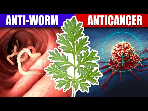 Video: Wormwood: medicinal properties, application