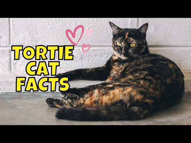 Tortie Cat Lifespan: Ultimate Guide to Their Longevity 3 sddefault