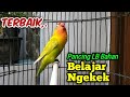 Pancingan TERBAIK UNTUK LOVEBIRD BAHAN Belajar Ngekek Panjang,  Terpancing Fighter Rajin Bunyi