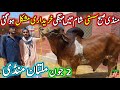 Multan cow mandi fresh latest update today 02062024  cow mandi 2024  multan mandi update 2024