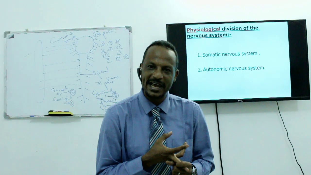 Autonomic Nervous System