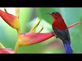 Burung Kolibri Sepah Raja Gacor Cocok Buat Masteran Burung Mewaah Mp3 - Mp4 Download
