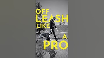 How to teach your dog to walk with you even when off leash #dogtraining
