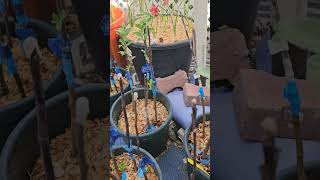 Are the Apple Seedlings Growing #youtubeshorts #appleseedlings