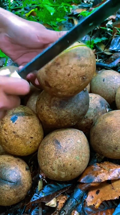 Harta Manis di Balik Kulit