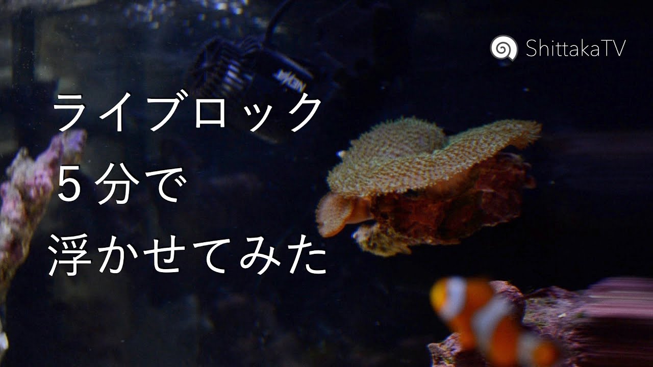 最安＆楽チン]ライブロックを浮かせました 宙ブロック No.020 - YouTube