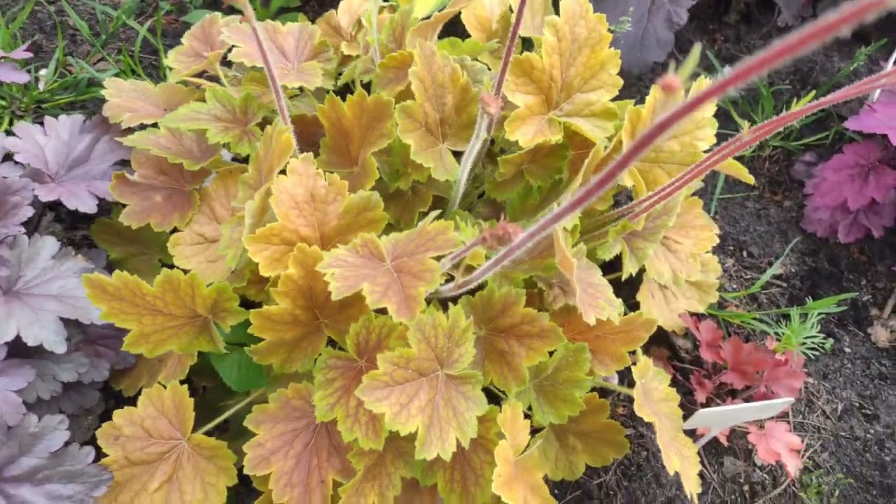 Обзор сортов гейхер серии Northern Exposure