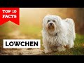 Lowchen - Top 10 Facts の動画、YouTube動画。