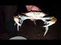 Cast net  eels crabs shrimp perch striper minnows